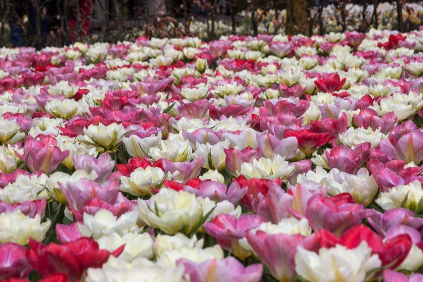 Tulpe 'Exotic Emperor' - 15 Stück