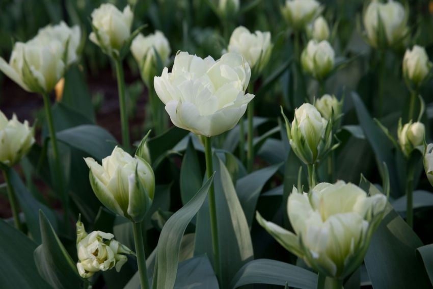 Tulpe 'Exotic Emperor' - 15 Stück