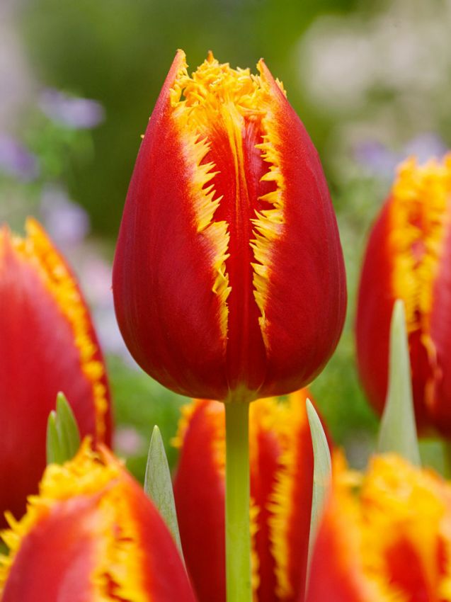 Tulpen Fabio