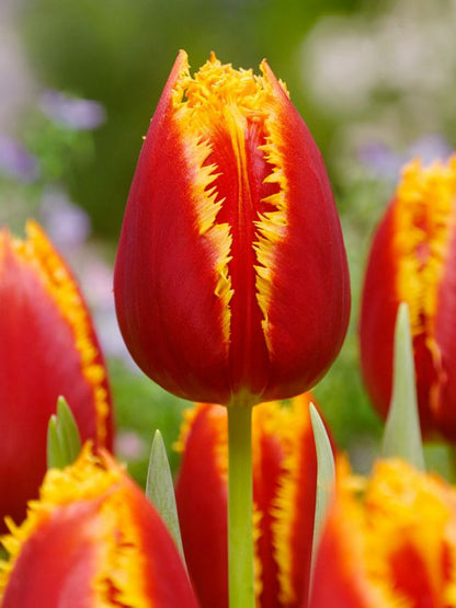 Tulpen Fabio