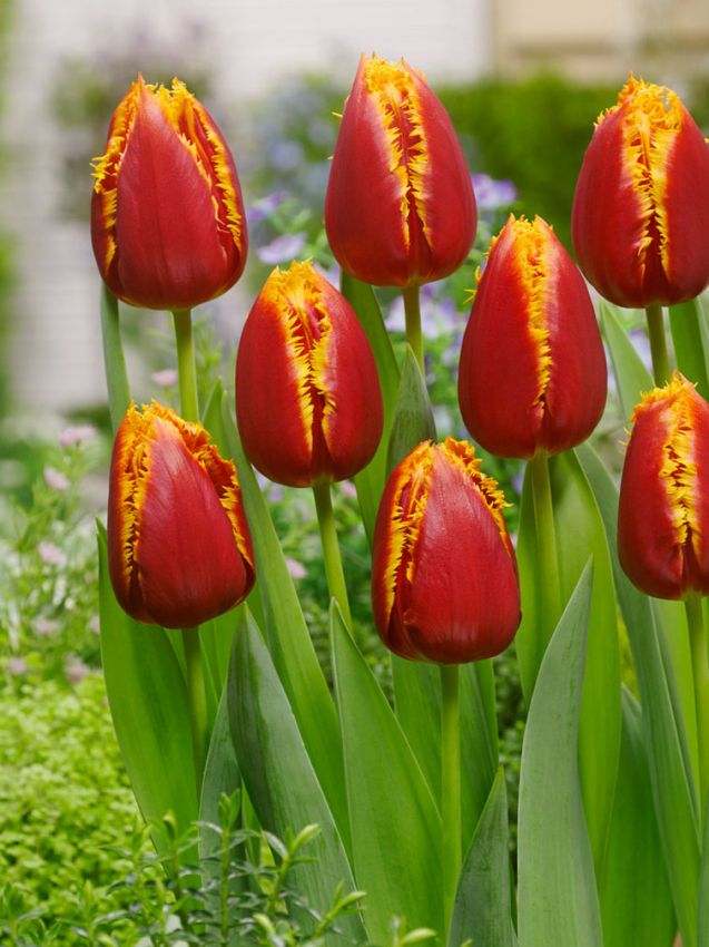 Tulpe 'Fabio' - 25 Stück