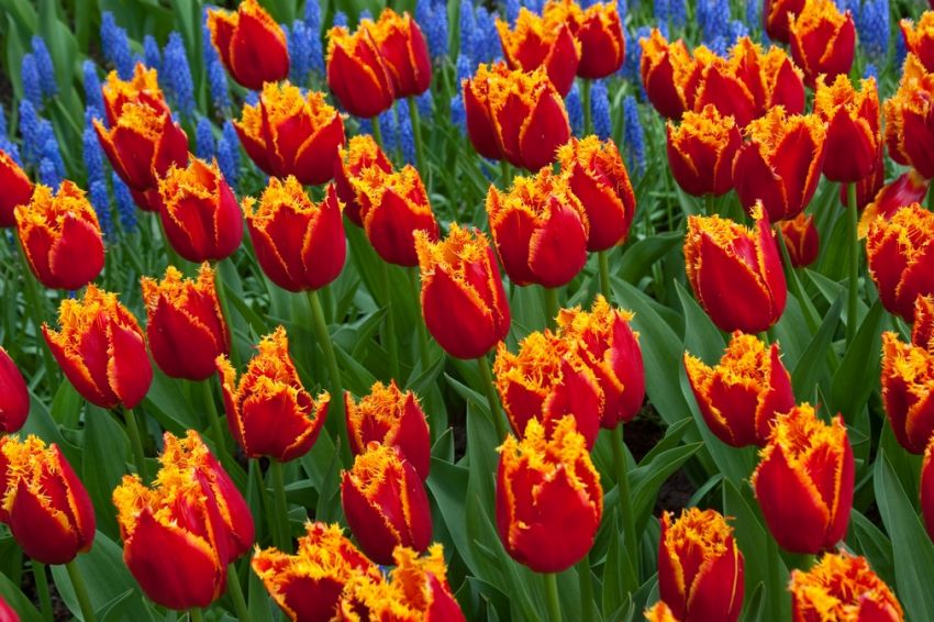 Tulpe 'Fabio' - 25 Stück