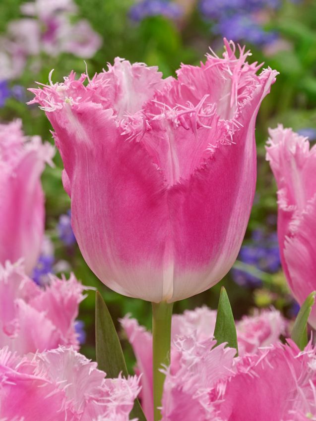Tulpen Fancy frills