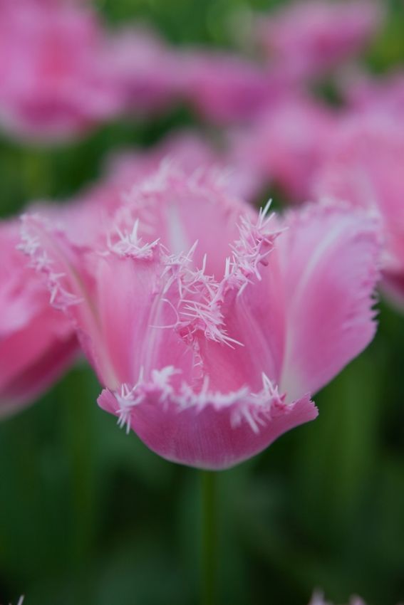 Tulpe 'Fancy Frills' - 20 Stück