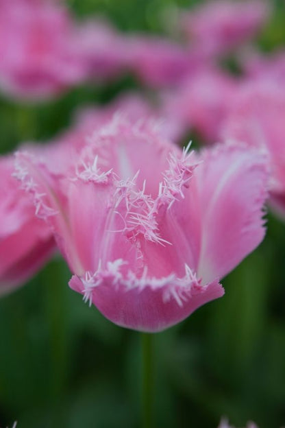 Tulpe 'Fancy Frills' - 20 Stück