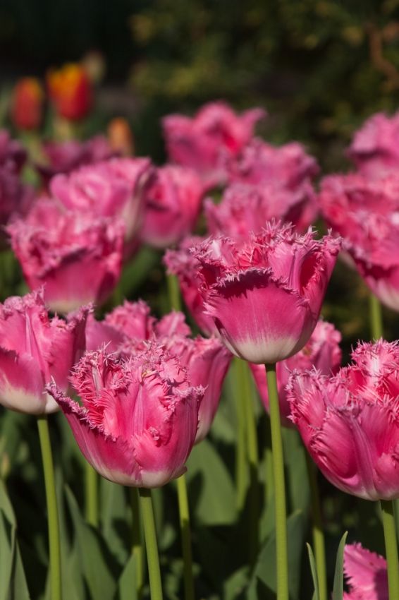 Tulpe 'Fancy Frills' - 20 Stück
