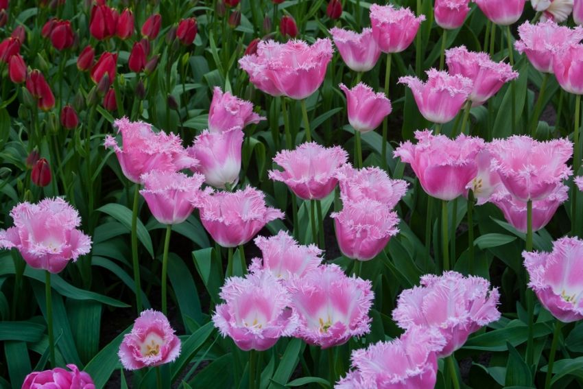 Tulpe 'Fancy Frills' - 20 Stück