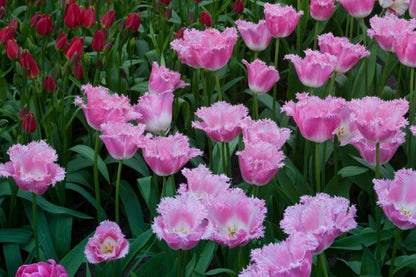 Tulpe 'Fancy Frills' - 20 Stück