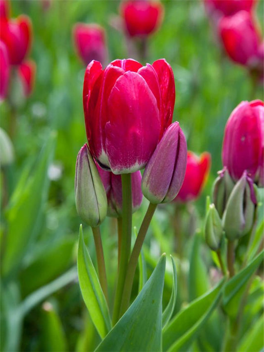 Tulpen Fiery club