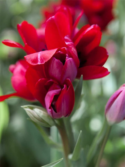 Tulpe 'Fiery Club' - 25 Stück