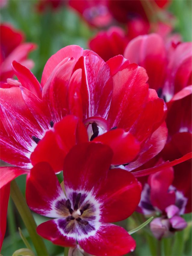 Tulpe 'Fiery Club' - 25 Stück
