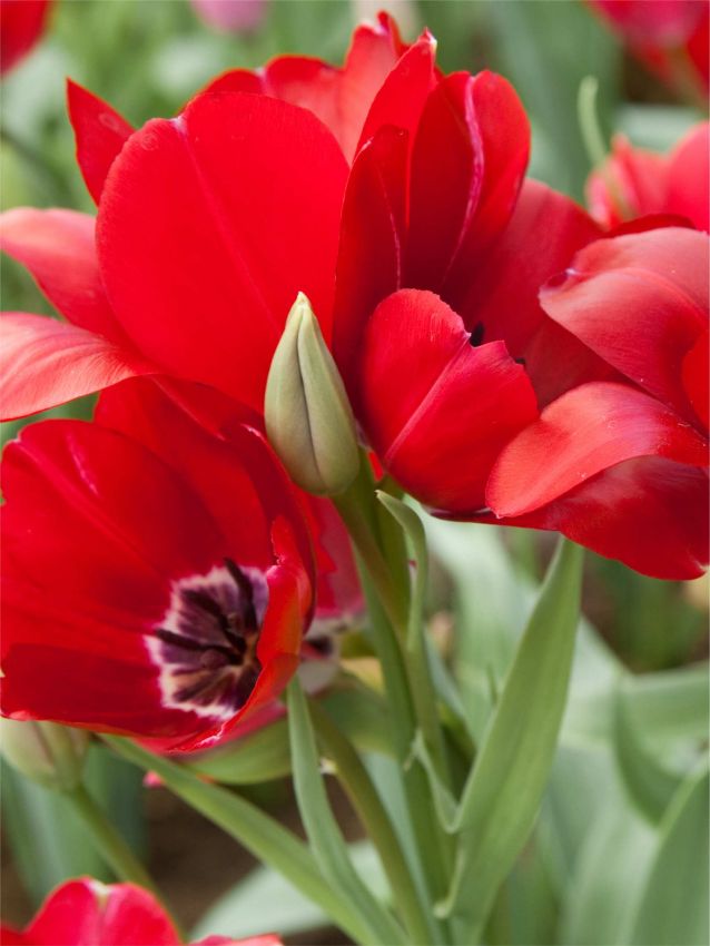 Tulpe 'Fiery Club' - 25 Stück