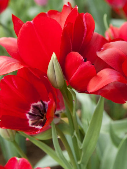 Tulpe 'Fiery Club' - 25 Stück