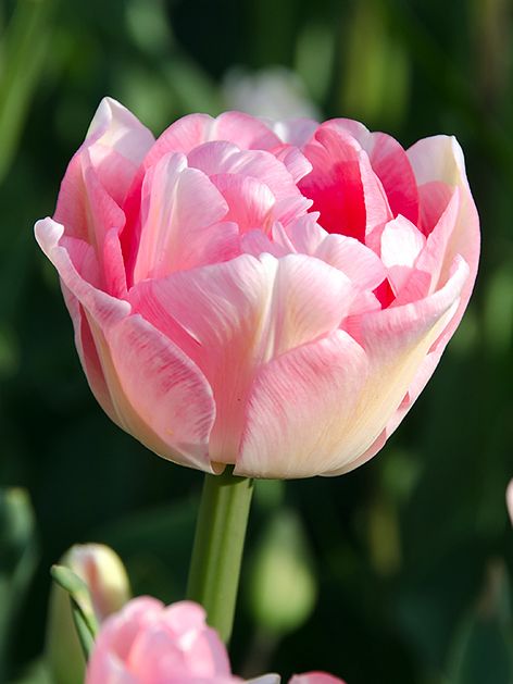 Tulpen Finola