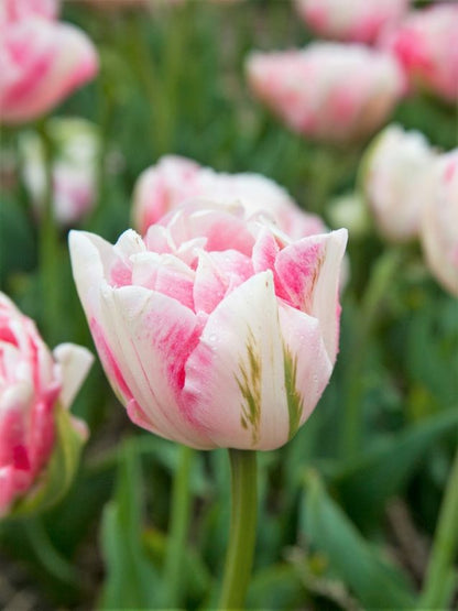Tulpe 'Finola' - 25 Stück