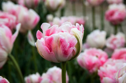 Tulpe 'Finola' - 25 Stück