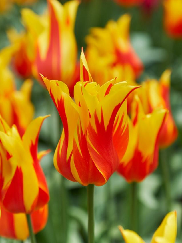 Tulpen Fire wings