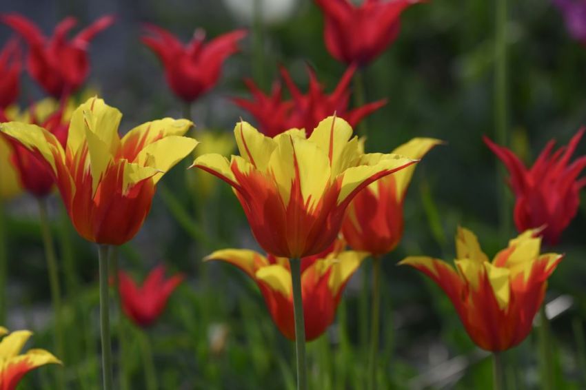 Tulpe 'Fire Wings' - 15 Stück