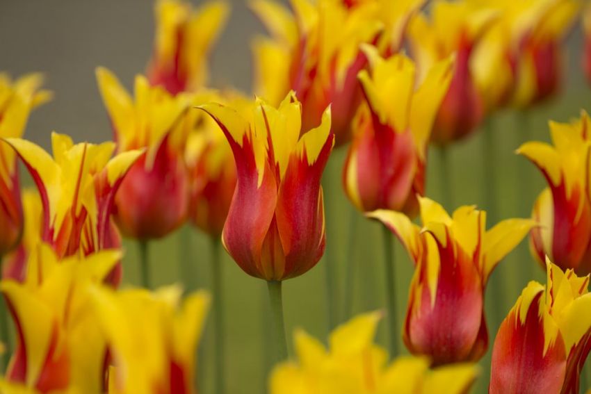 Tulpe 'Fire Wings' - 15 Stück