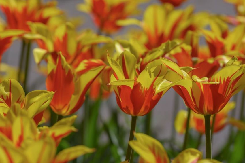 Tulpe 'Fire Wings' - 15 Stück