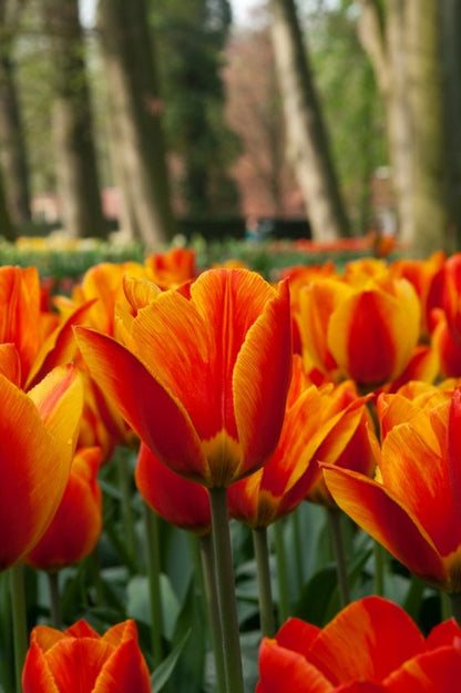 Tulpen Flair