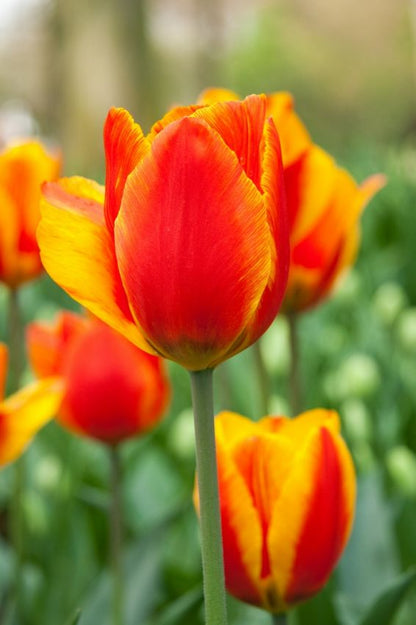 Tulpe 'Flair' - 25 Stück