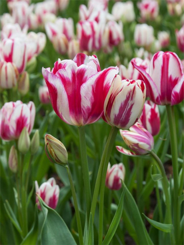 Tulpen Flaming club