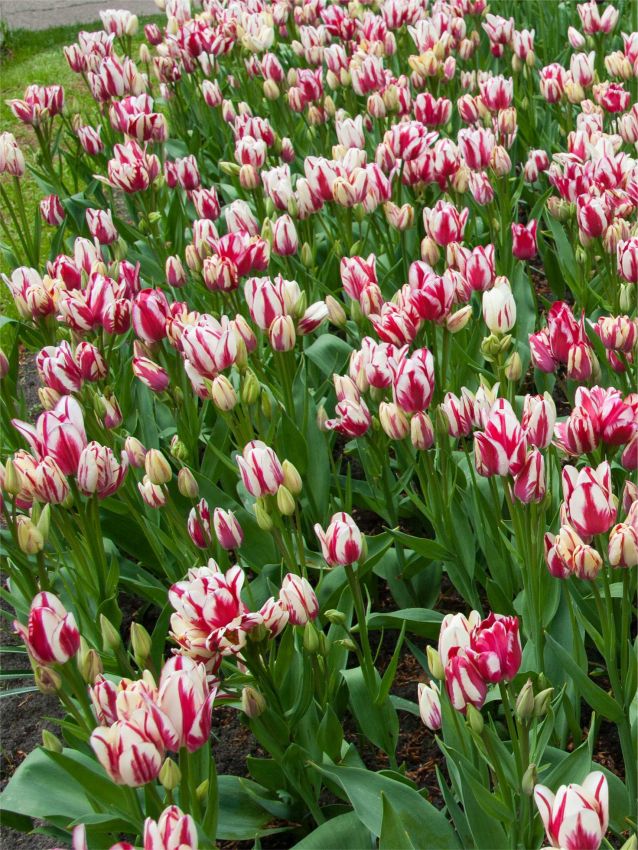 Tulpe 'Flaming Club' - 25 Stück