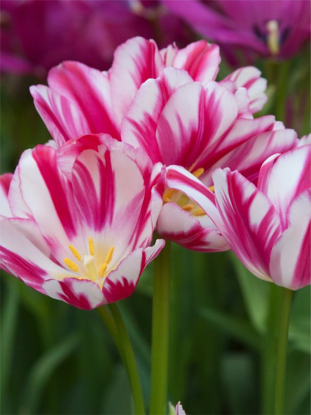Tulpe 'Flaming Club' - 25 Stück