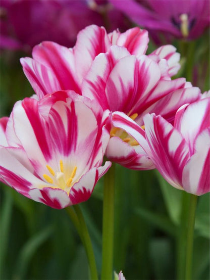 Tulpe 'Flaming Club' - 25 Stück