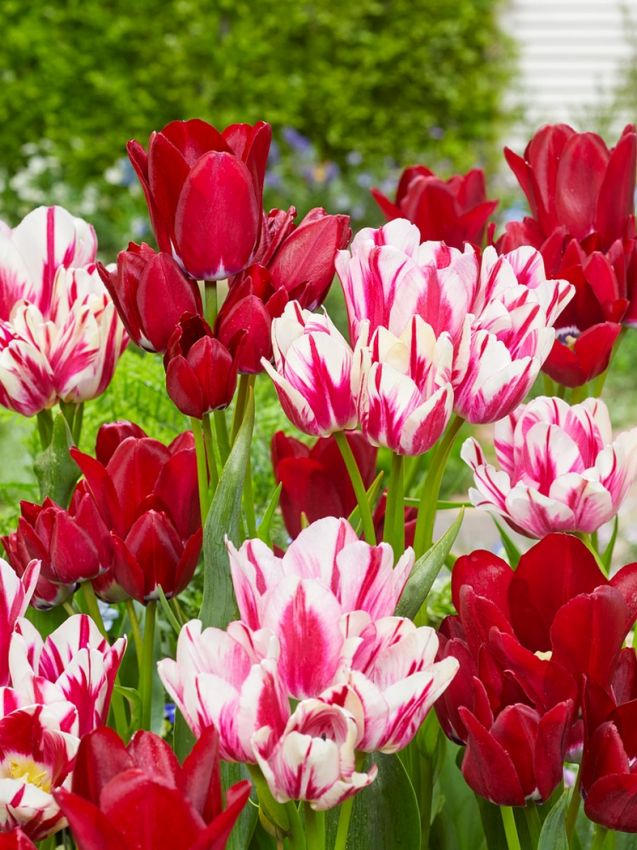 Tulpe 'Fiery Club' - 25 Stück
