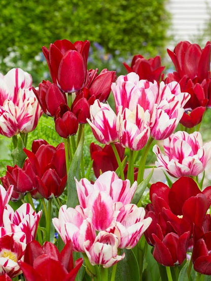 Tulpe 'Fiery Club' - 25 Stück