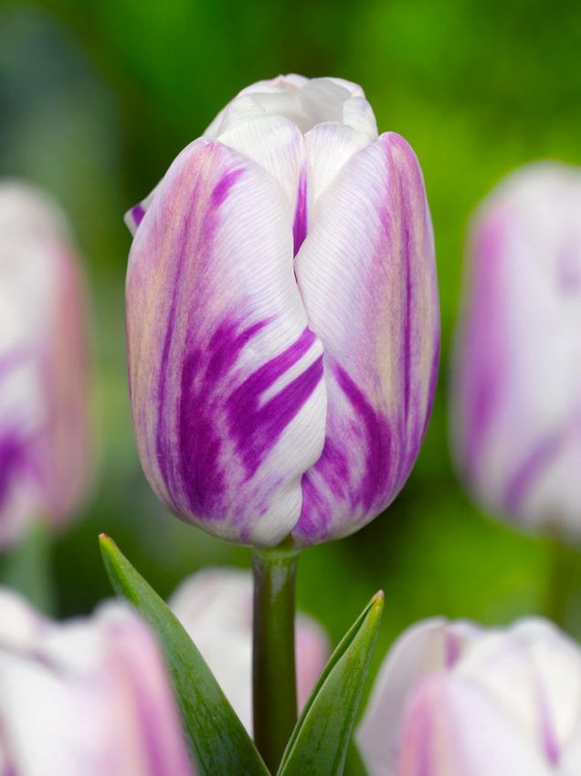 Tulpe 'Flaming Flag & White Flag Mischung' - 20 Stück