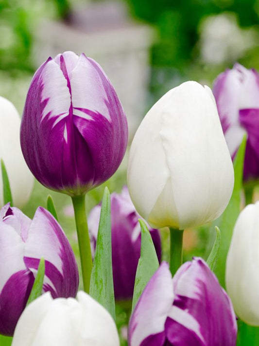 Tulpen Flaming flag & white flag mischung