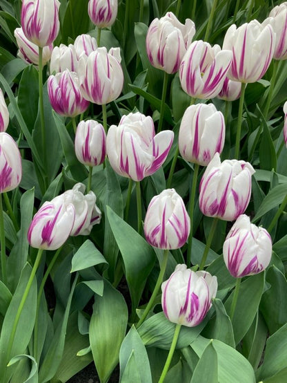 Tulpe 'Flaming Flag' - 20 Stück
