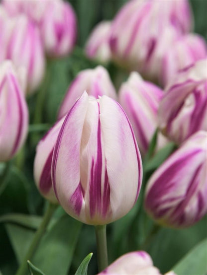 Tulpe 'Flaming Flag' - 20 Stück