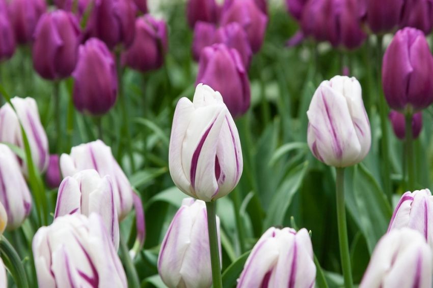 Tulpe 'Flaming Flag' - 20 Stück