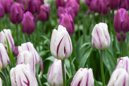 Tulpe 'Flaming Flag' - 20 Stück