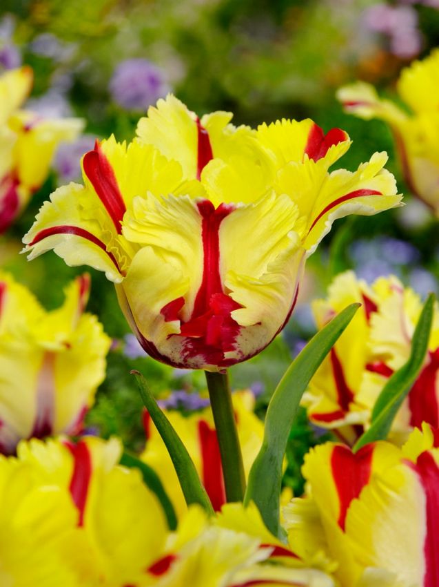 Tulpen Flaming parrot