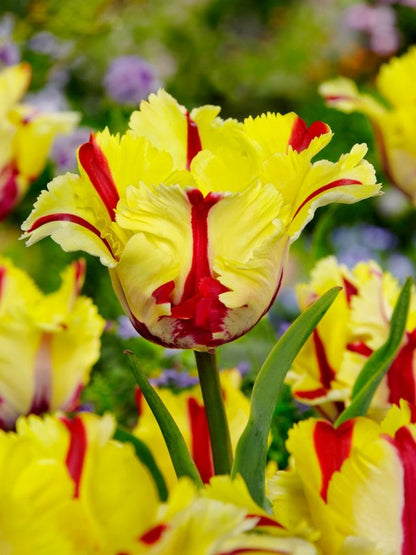 Tulpen Flaming parrot