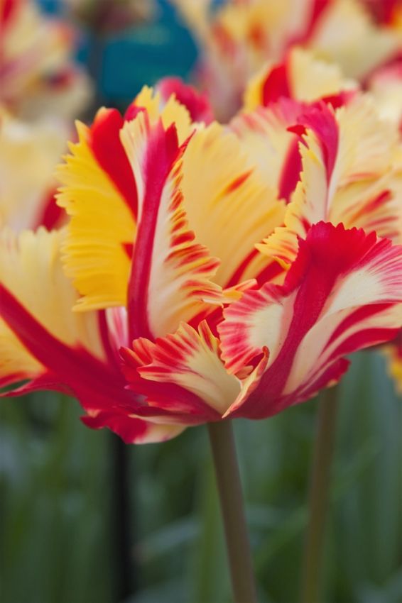Tulpe 'Flaming Parrot' - 25 Stück