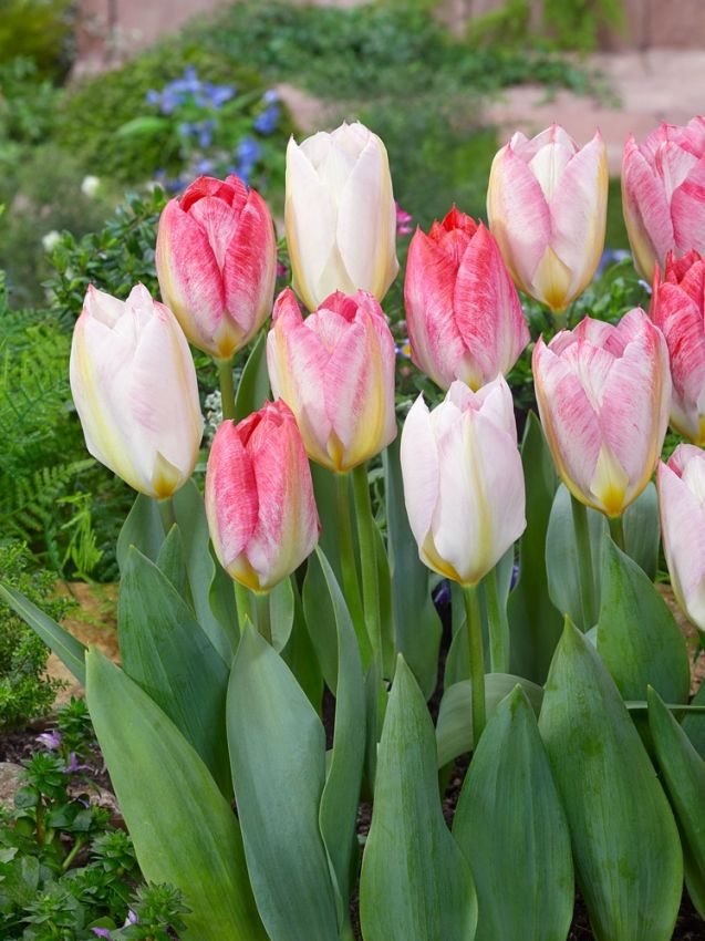 Tulpe 'Flaming Purissima' - 20 Stück