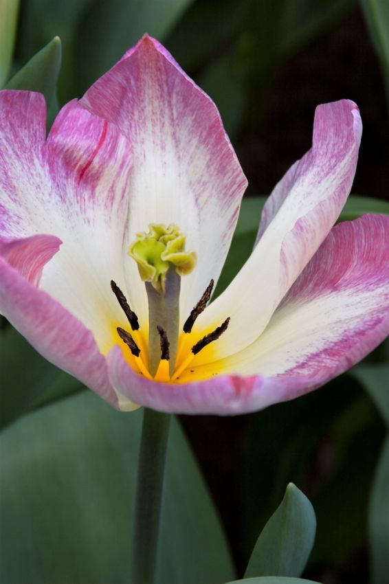 Tulpe 'Flaming Purissima' - 20 Stück