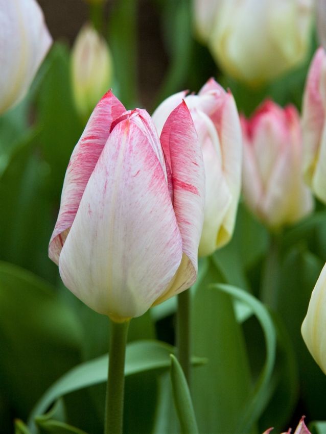 Tulpe 'Flaming Purissima' - 20 Stück