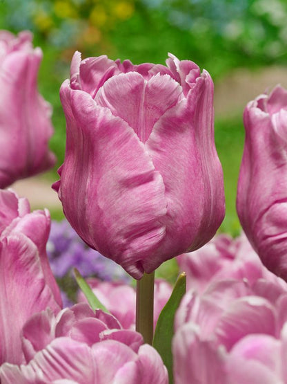 Tulpen Flamingo queen