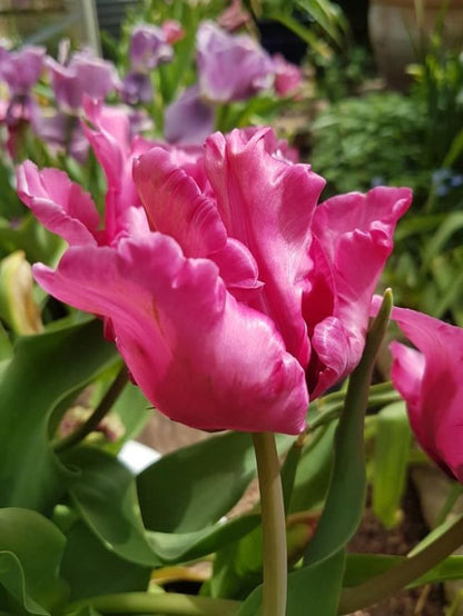Tulpe 'Flamingo Queen' - 8 Stück