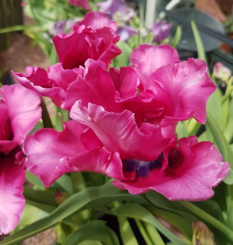 Tulpe 'Flamingo Queen' - 8 Stück