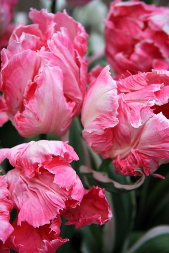 Tulpe 'Flamingo Queen' - 8 Stück