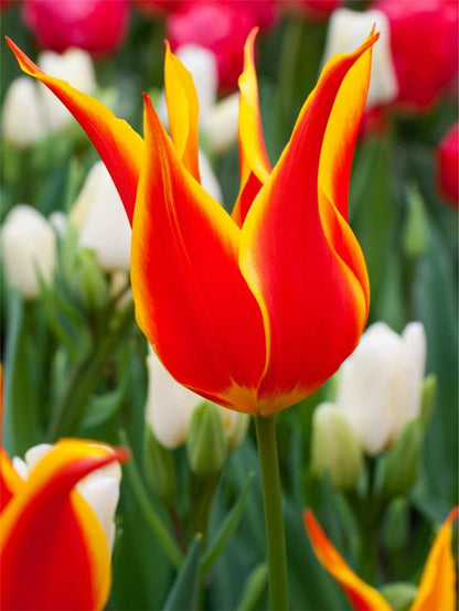 Tulpen Fly away