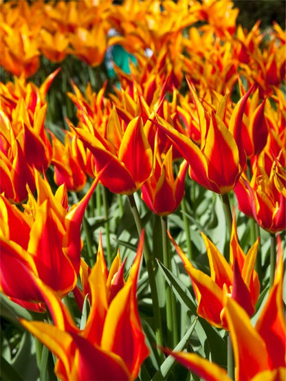 Tulpe 'Fly Away' - 25 Stück
